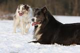 BORDER COLLIE 1182